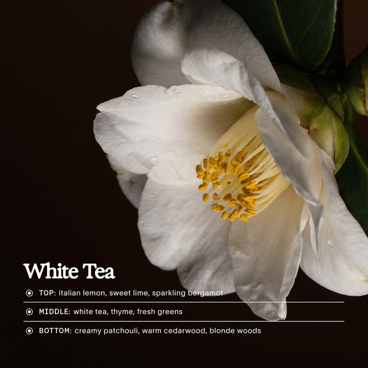 White Tea
