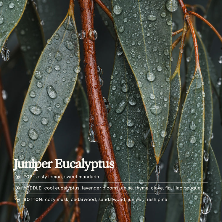 Juniper Eucalyptus